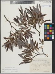 Foto von Salix appendiculata Vill. x Salix eleagnos Scop.